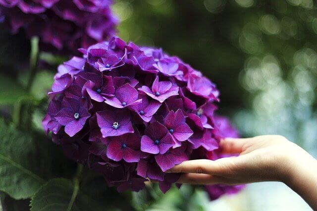 紫陽花に差し伸べる手