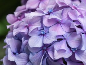 紫陽花