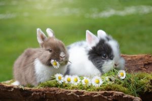 二匹のうさぎ
