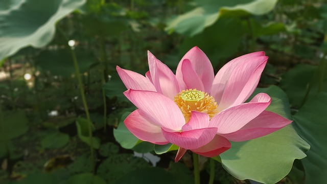 夏の日本の花 蓮の花は縁起の悪い花って本当なの 縁起物に関わる情報サイト 縁起物百科事典