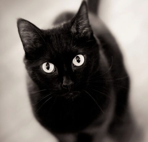 黒猫は縁起が良いの それとも悪いの 黒猫にまつわる縁起や効果について解説 縁起物に関わる情報サイト 縁起物百科事典