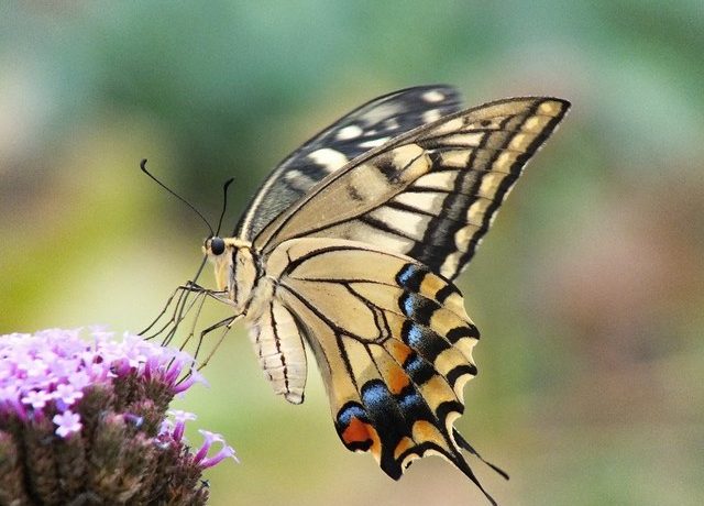 蝶は世界中で愛される縁起物 その理由や縁起の効果についてご紹介 縁起物に関わる情報サイト 縁起物百科事典