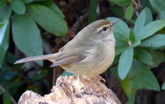 春告鳥（ウグイス）」は実はとっても縁起がいい鳥♪ | 縁起物に関わる