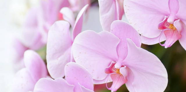 胡蝶蘭は幸せを運んでくる縁起物 お祝いには胡蝶蘭を 縁起物に関わる情報サイト 縁起物百科事典