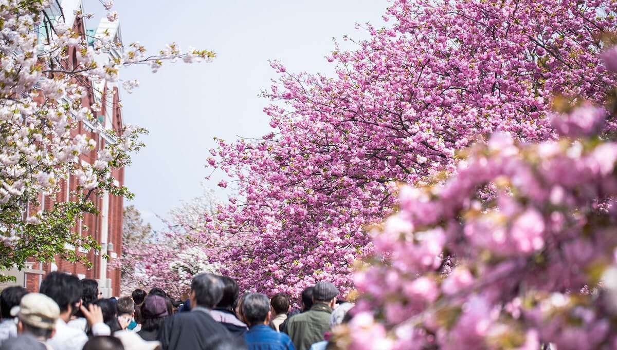 造幣局の通り抜けの桜